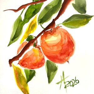 Art Print Persimmons on a Branch Watercolor Painting Hand Signed 11x14in Matted